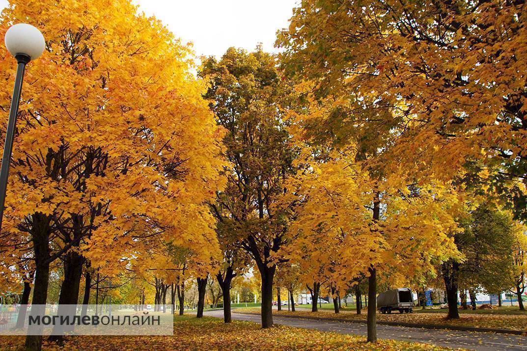 Ловите осенний вайб в Могилеве! Смотрите, как красиво