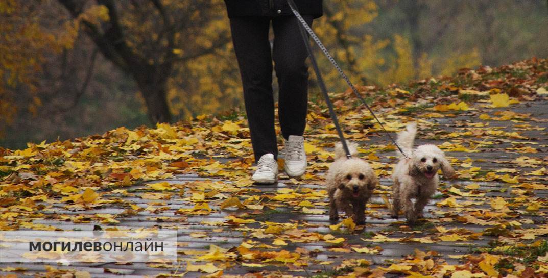 Посмотрите на волшебство любимого города в осенних фотографиях от «МогилевОнлайн»