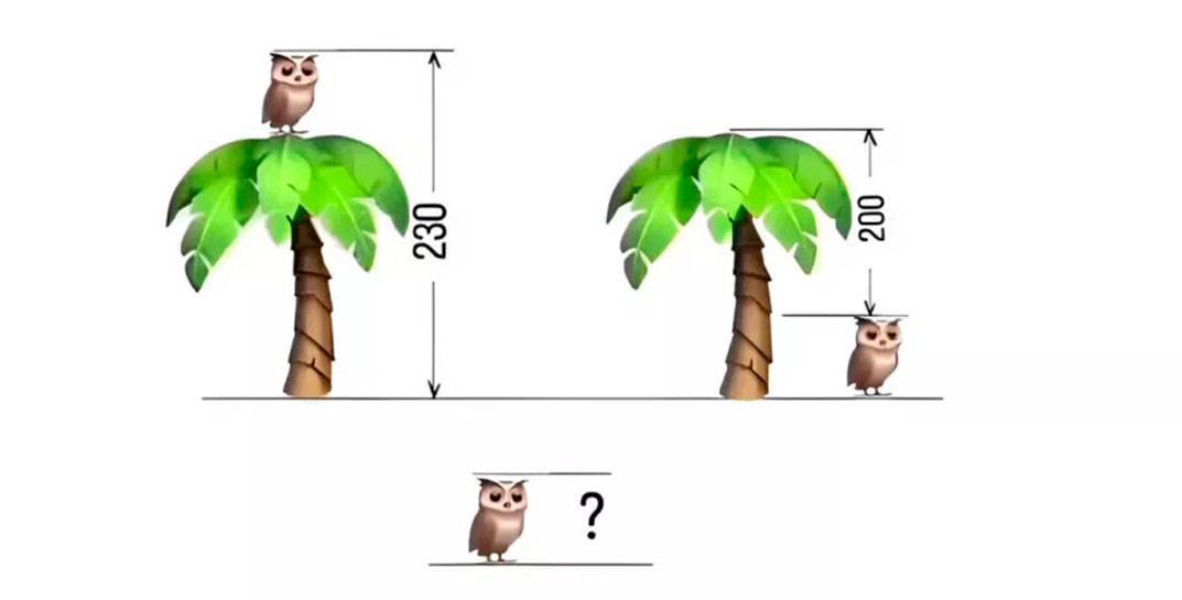 Многие взрослые не могут решить эту простую загадку. Какой рост у совы?
