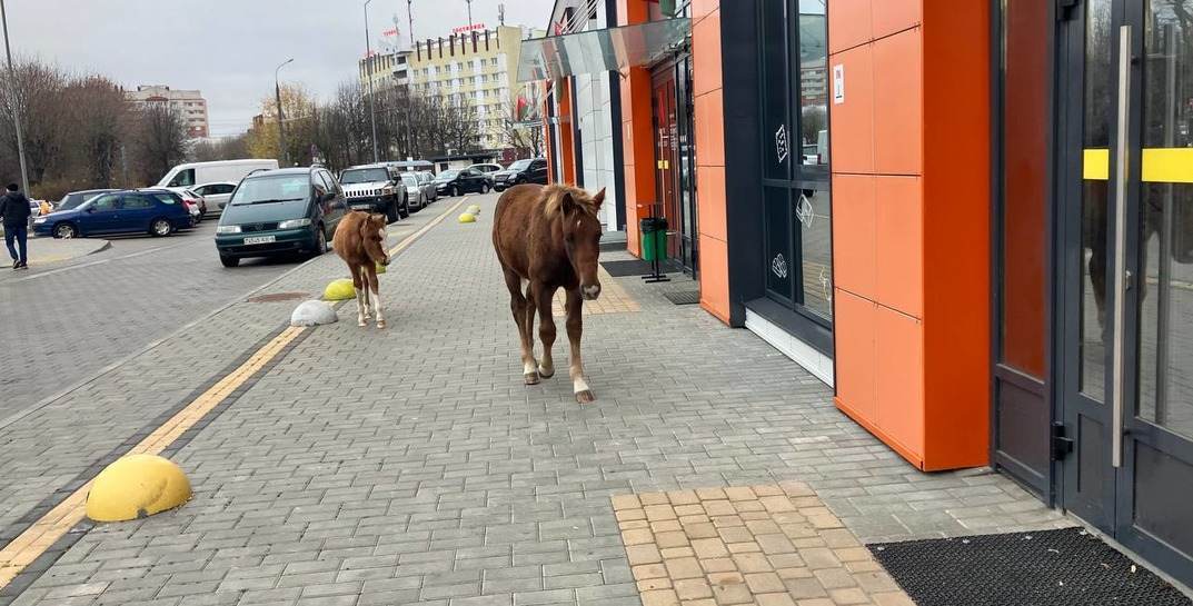 В Могилеве снова заметили лошадей на улице. На этот раз возле гостиницы «Турист»