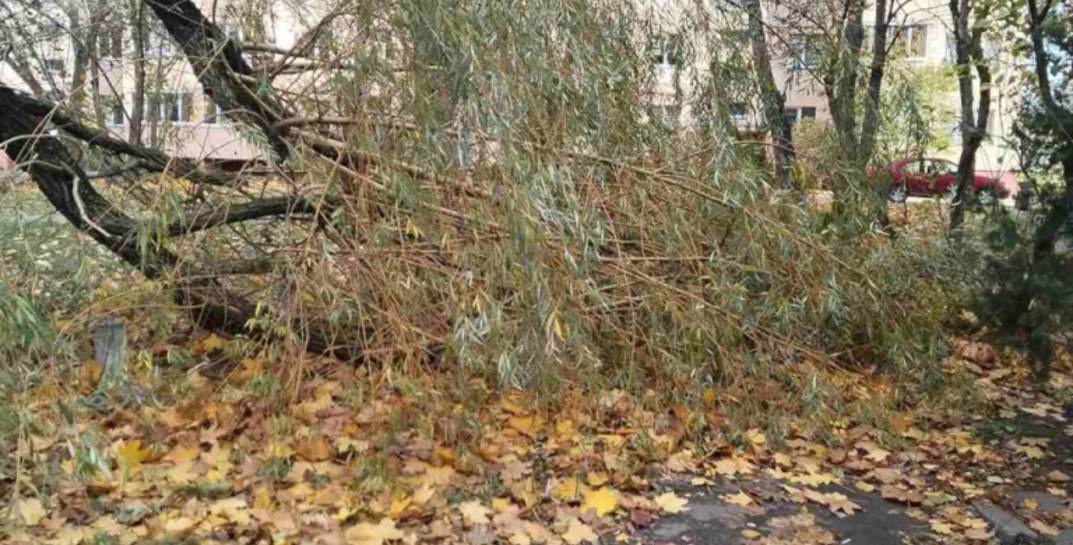 В МЧС рассказали о последствиях непогоды в Могилевской области за последние сутки