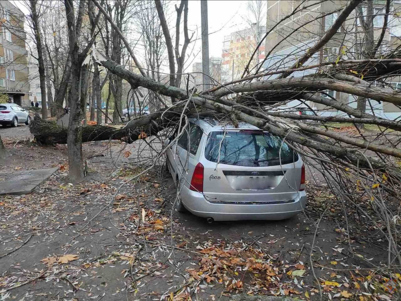 В Могилеве от упавшего дерева снова пострадал автомобиль