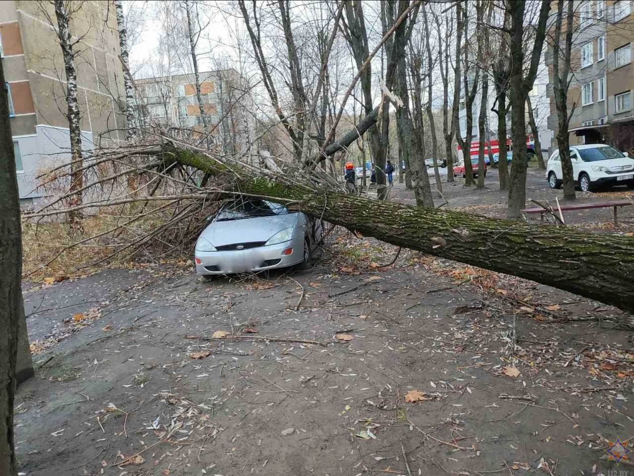 В Могилеве от упавшего дерева снова пострадал автомобиль