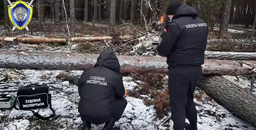 В Быховском районе дерево насмерть придавило вальщика леса