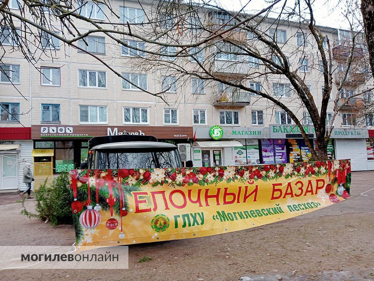 Елочные базары в Могилеве — почем новогодние деревья и где можно купить главный атрибут Нового года?