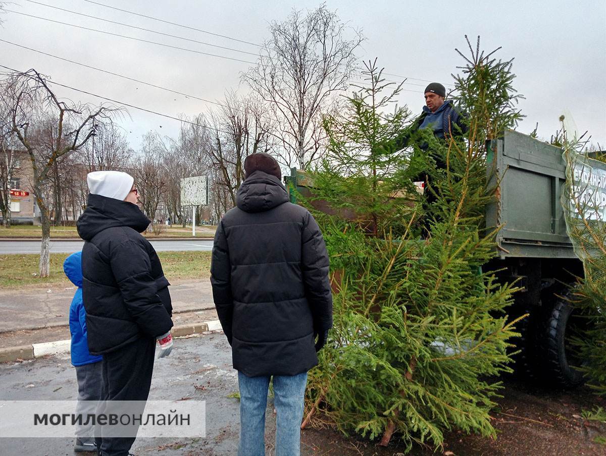 Елочные базары в Могилеве — почем новогодние деревья и где можно купить главный атрибут Нового года?