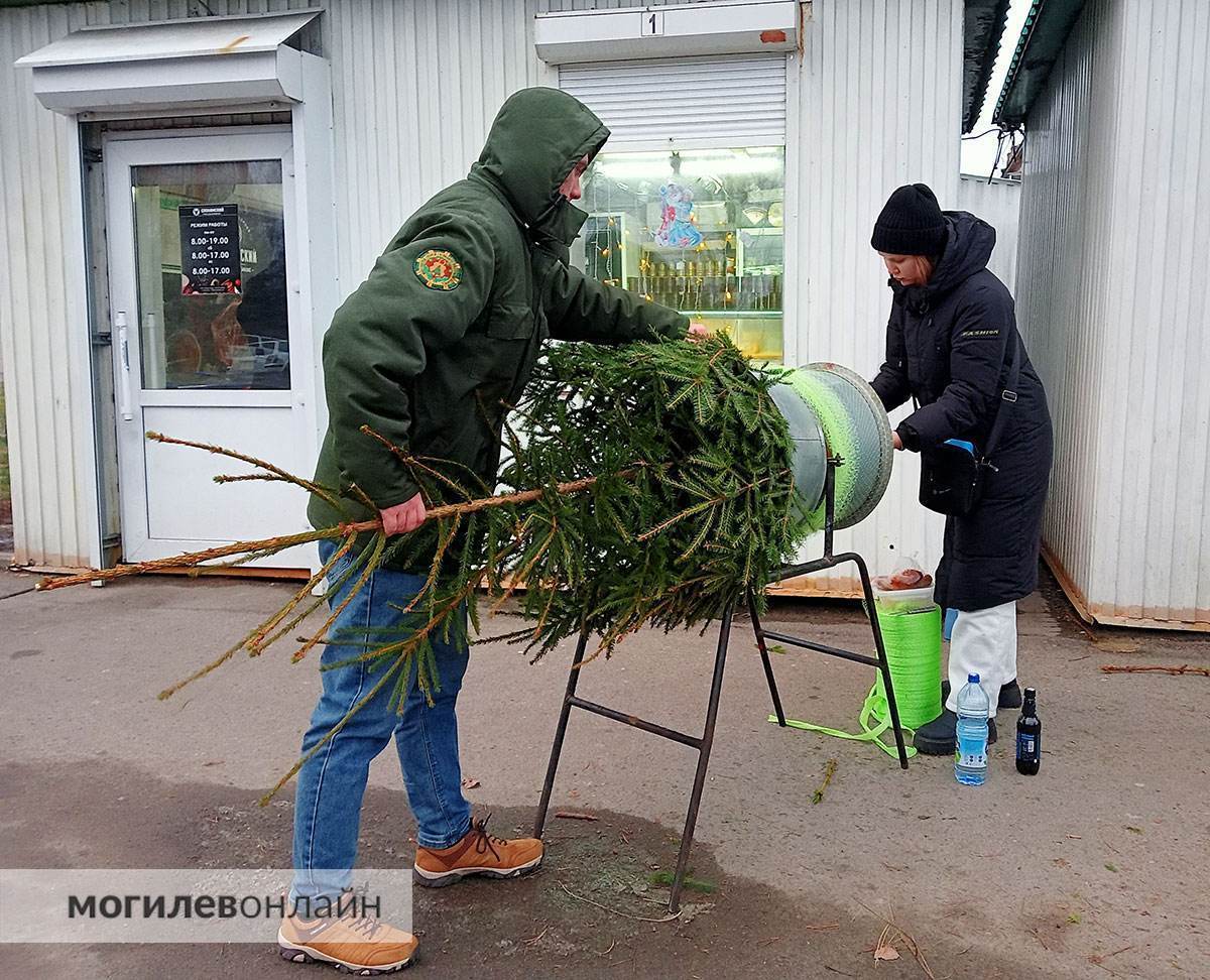 Елочные базары в Могилеве — почем новогодние деревья и где можно купить главный атрибут Нового года?