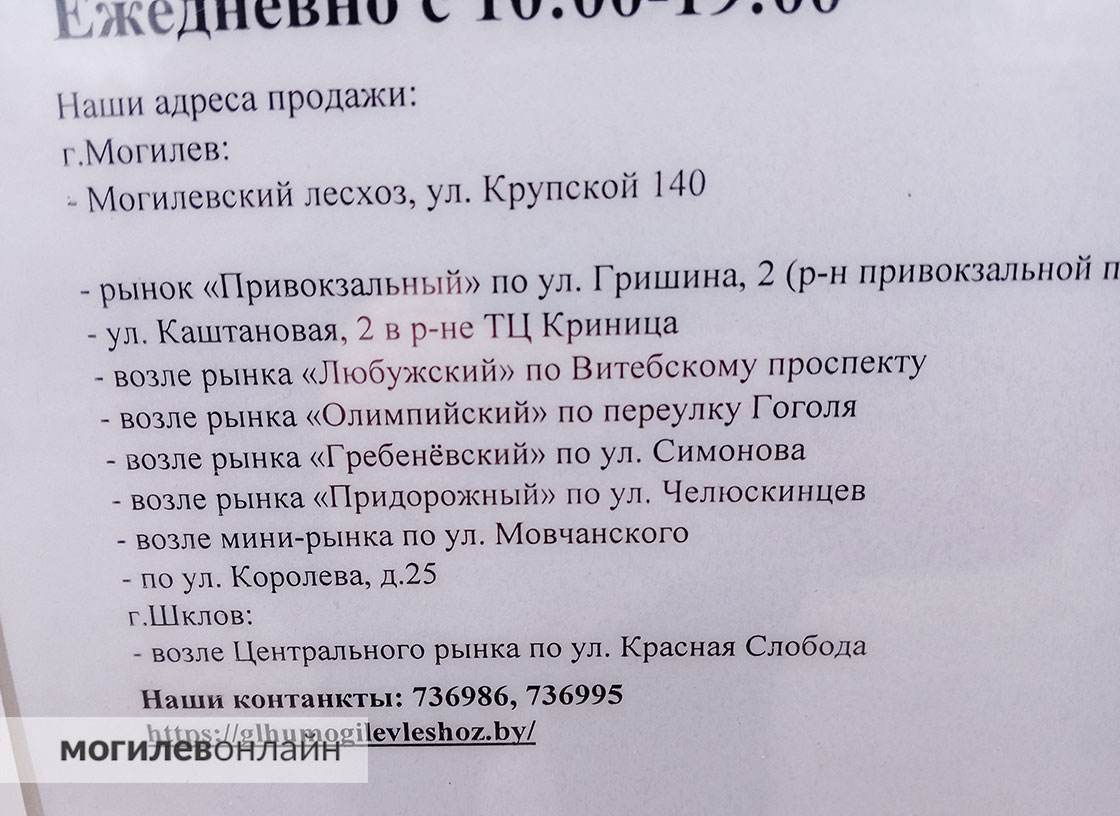 Елочные базары в Могилеве — почем новогодние деревья и где можно купить главный атрибут Нового года?