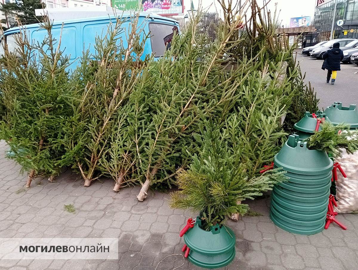 Елочные базары в Могилеве — почем новогодние деревья и где можно купить главный атрибут Нового года?