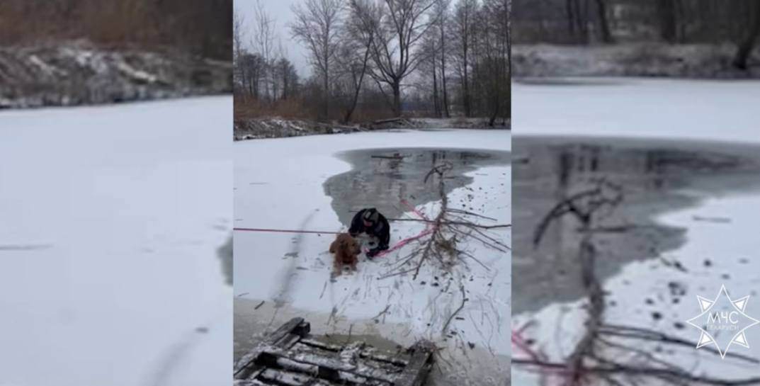 Доброты вам в ленту. Спасатели вытащили из воды собаку, которая провалилась под лед