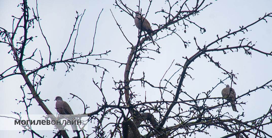 До +11°C — это точно зима? Дмитрий Рябов рассказал о погоде с 27 января по 2 февраля