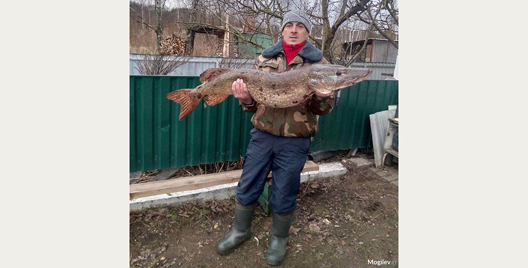 Посмотрите, какую гигантскую щуку вытянул из Днепра житель Шклова