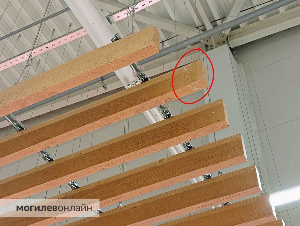 «Ни одна птица в ловушку не попала». Узнали подробности истории с клеевыми ловушками для птиц в «Евроопте» на Гагарина 
