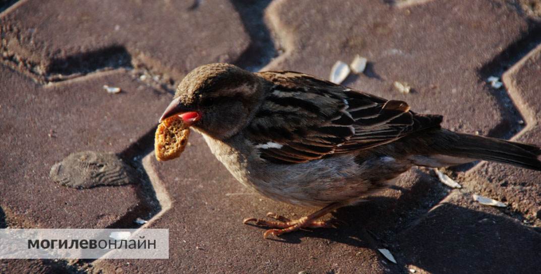 «Птичку не жалко» — посмотрите, как в Могилеве борются с пернатыми, которые случайно залетели в магазин