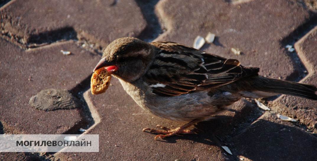 «Птичку не жалко» — посмотрите, как в Могилеве борются с пернатыми, которые случайно залетели в магазин