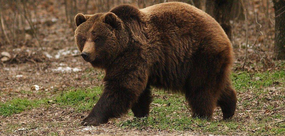 В Беларуси из-за аномально теплой зимы проснулись медведи. Чем это грозит?