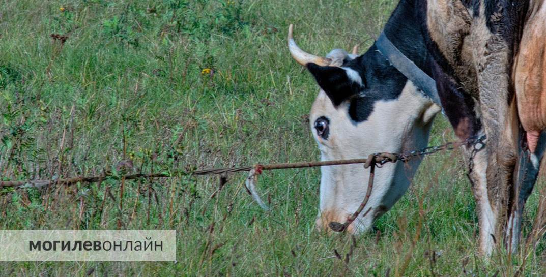 В Дрибинском районе бригадир и ветврач скрыли смерть 80 телят. Сколько теперь должны государству?