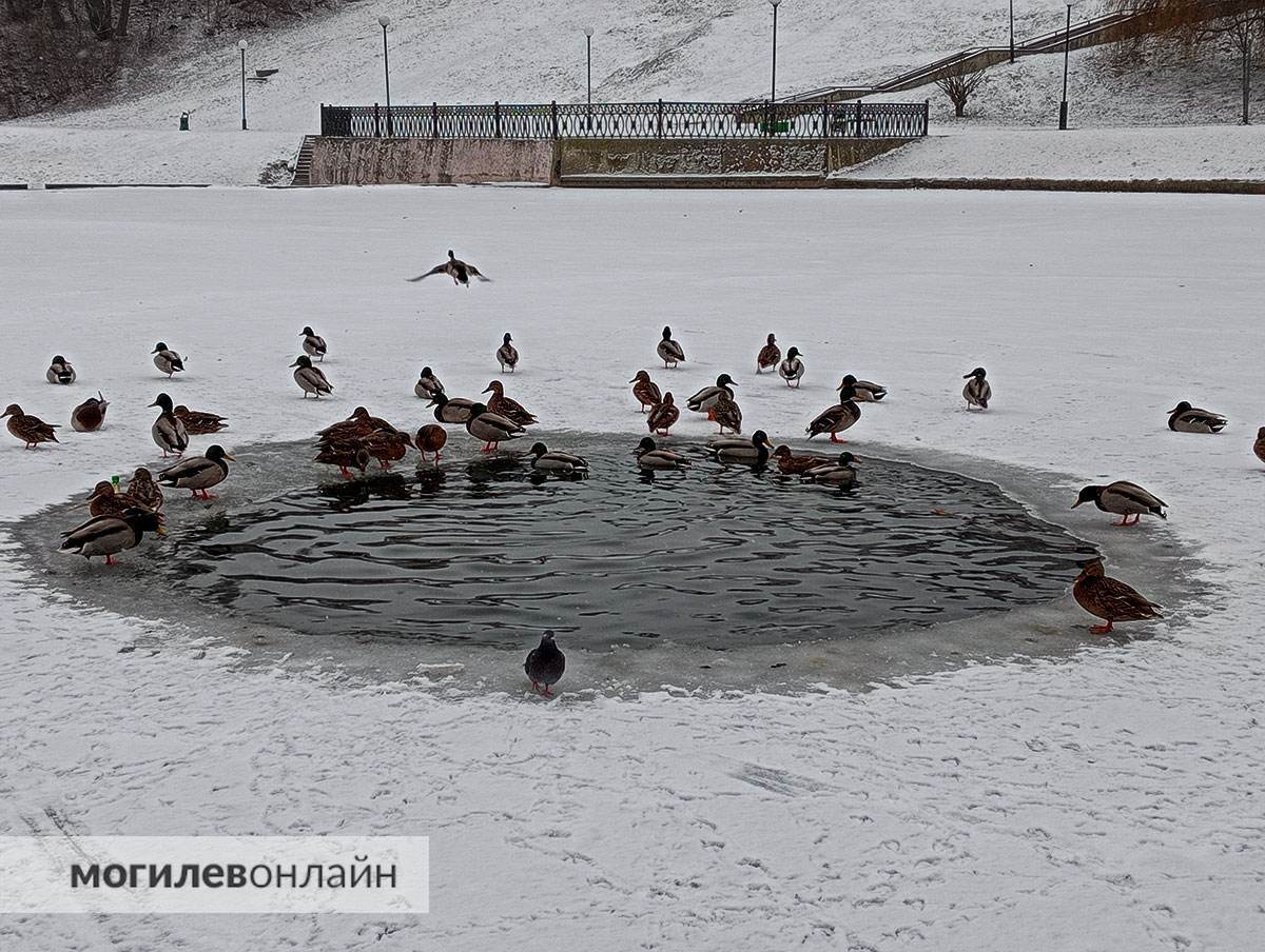 Могилевчане бьют тревогу: на Дубровенке подростки гуляют по льду
