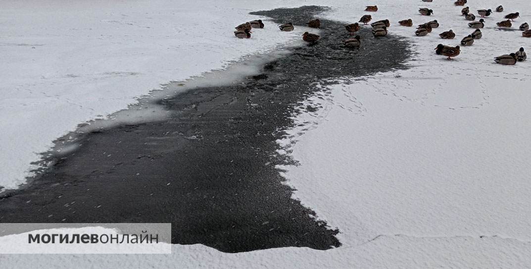 Могилевчане бьют тревогу: на Дубровенке подростки гуляют по льду
