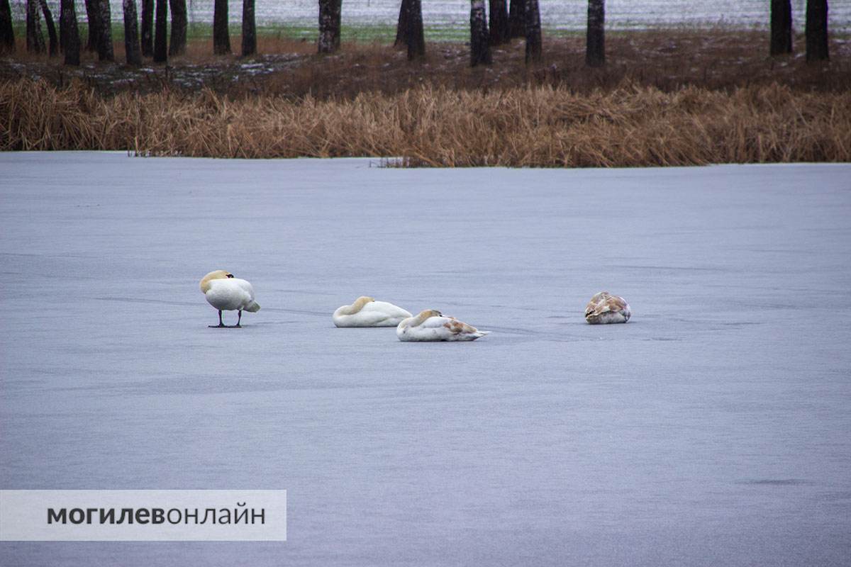 «Лебеди сидят на льду неподвижно в странных позах» — могилевчане беспокоятся за пернатых и мы не остались в стороне