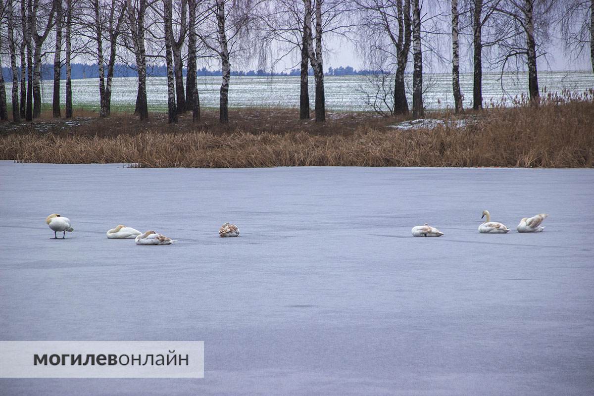 «Лебеди сидят на льду неподвижно в странных позах» — могилевчане беспокоятся за пернатых и мы не остались в стороне