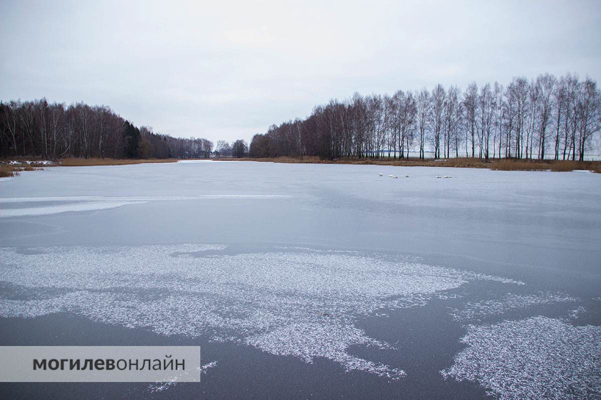 «Лебеди сидят на льду неподвижно в странных позах» — могилевчане беспокоятся за пернатых и мы не остались в стороне