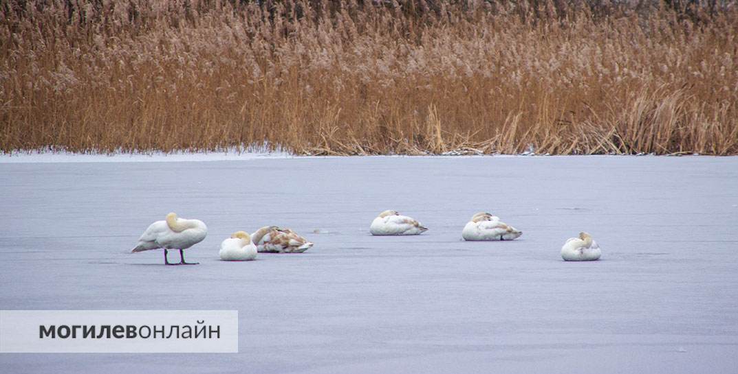 «Лебеди сидят на льду неподвижно в странных позах» — могилевчане беспокоятся за пернатых, и мы не остались в стороне