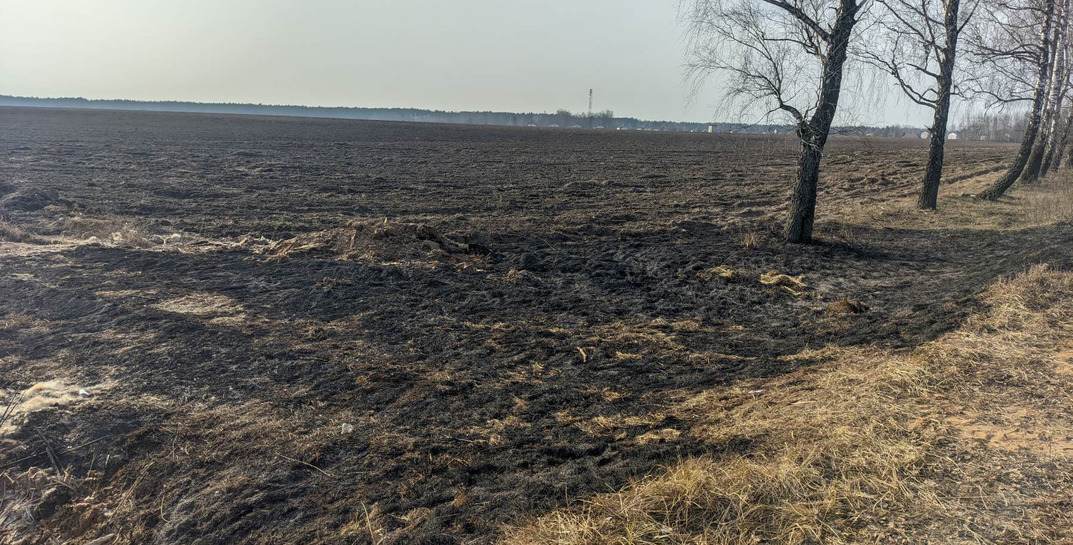 В Бобруйском районе дети подожгли камыш, а потом тушили пожар куртками и колой