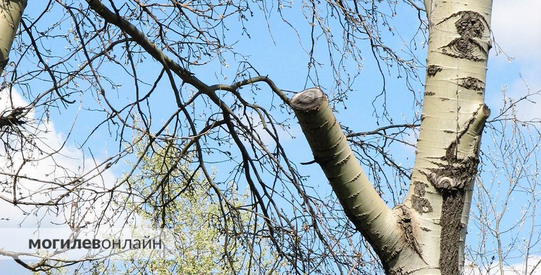 В Могилеве начали продавать березовый сок: сколько стоит и где купить?