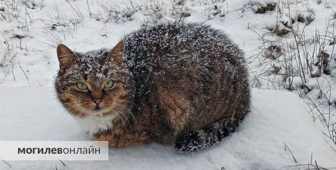 Холода возвращаются? Стало известно, какой будет погода в Могилевской области в начале следующей недели