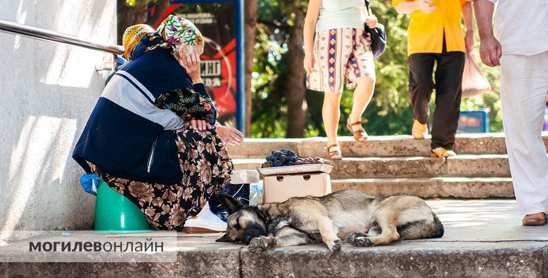 «Не убрал за своим питомцем на улице — штраф минимум 500 долларов». Белорусский депутат предложил ужесточить закон об обращении с животными