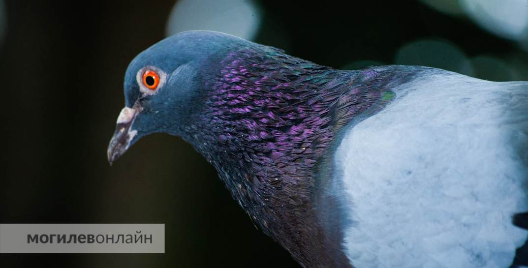 На Гомельщине в минувшие сутки спасатели освободили из западни лося и… голубя