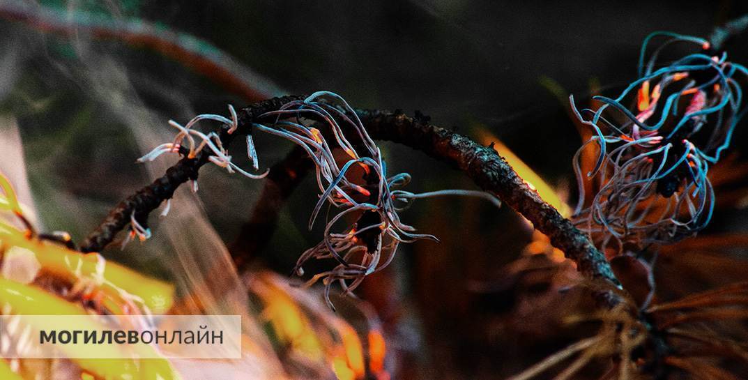 В Могилевской области за сутки ликвидировано 2 лесных пожара и 18 возгораний сухой травы, при которых пострадало 2 жилых дома