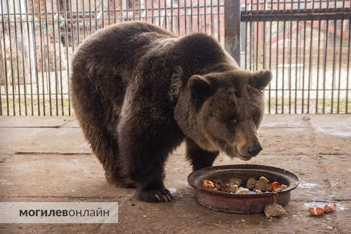 Тепло уже на подходе — в Могилевском зоосаде проснулся медведь Федор