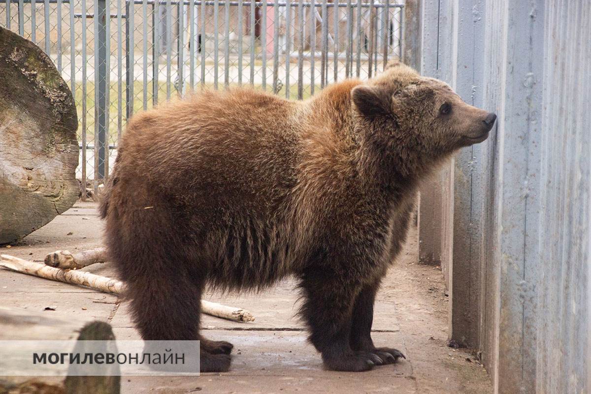 Тепло уже на подходе — в Могилевском зоосаде проснулся медведь Федор