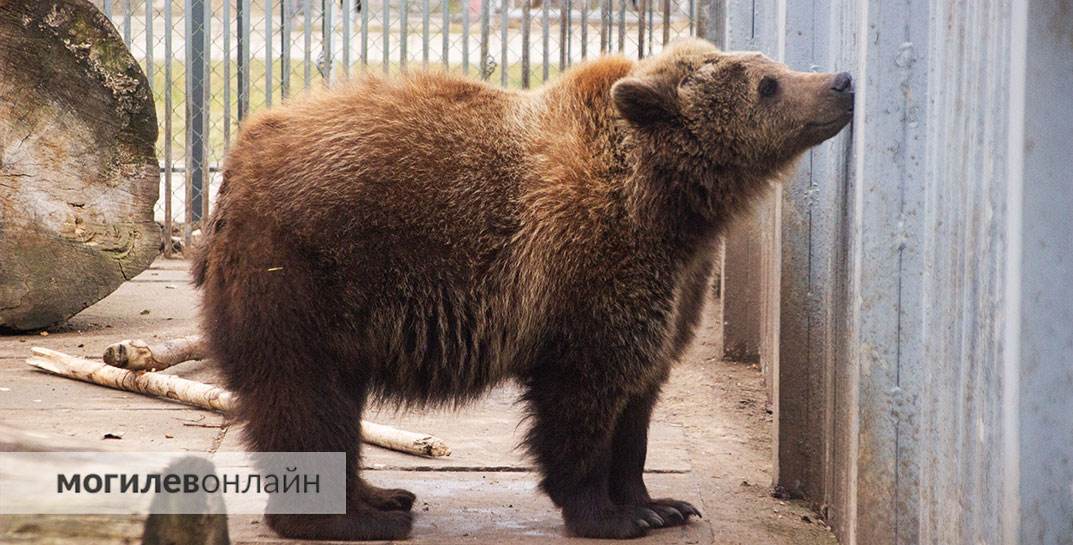 Тепло уже на подходе — в Могилевском зоосаде проснулся медведь Федор