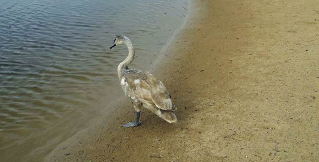 Лебедь примерз ко льду и умирал — под Гродно спасли птицу, которая несколько дней медленно погибала без еды и воды