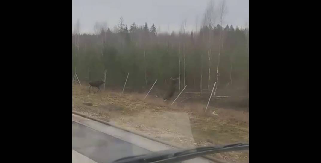 Посмотрите, как под Могилевом пара лосей пыталась преодолеть ограждение возле дороги