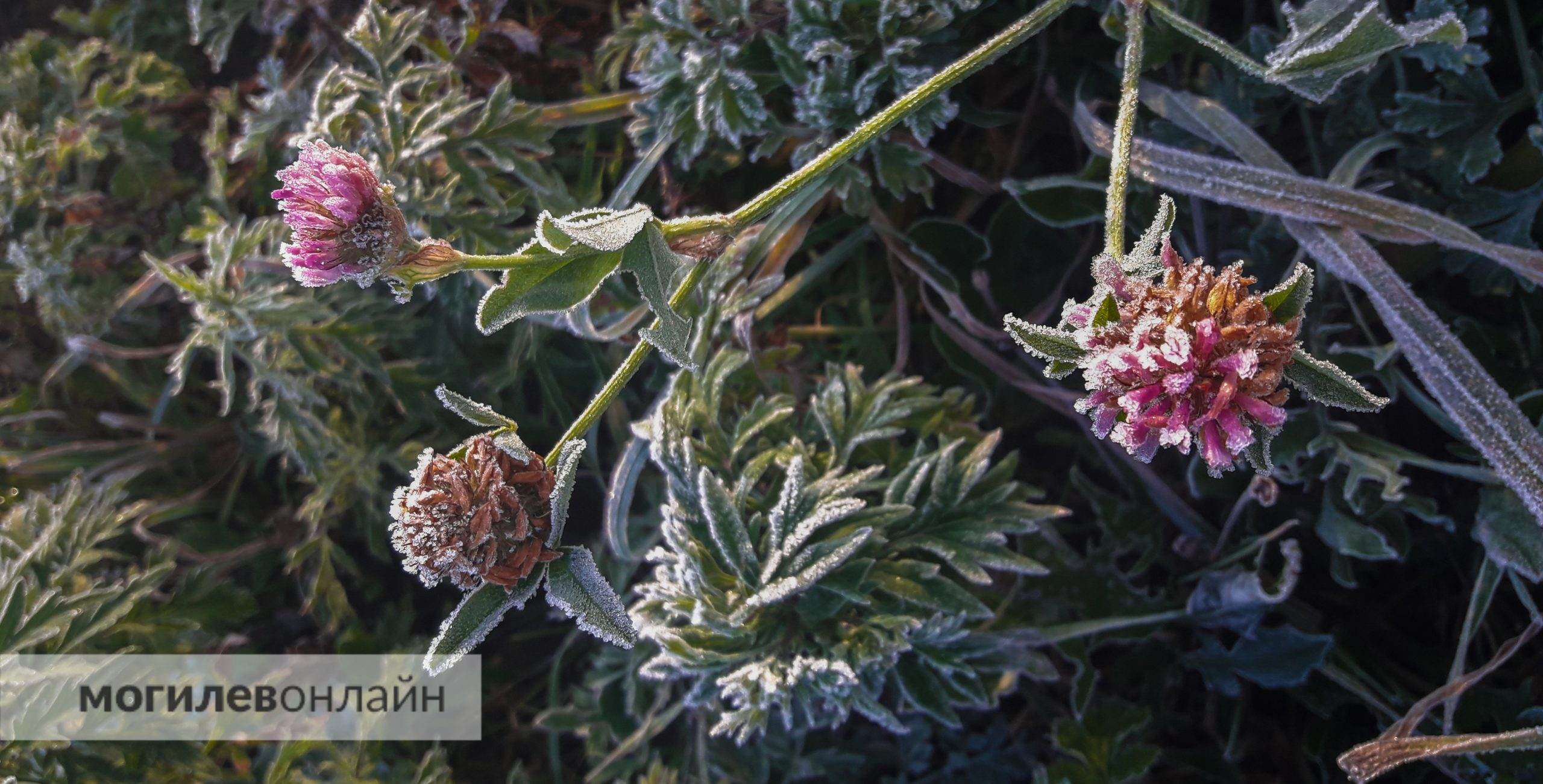 Вернется весна? Погода в Могилеве с 7 по 13 апреля