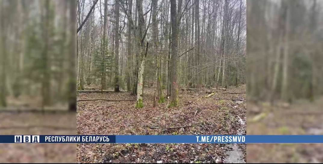 В Осиповичах предприятие выполнило заказ на заготовку древесины, но только по документам — ущерб составил около 50 тысяч рублей