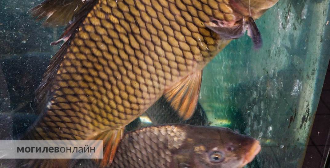 В Белыничском районе мужчина утонул в бассейне для рыбы