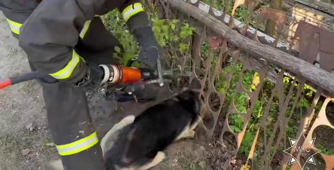 Не оставили в беде: в Лиде спасатели пришли на помощь собаке