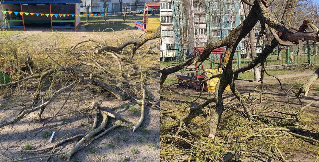 В Бобруйске в детском саду во время прогулки на ребенка упала ветка дерева — у малыша перелом ключицы
