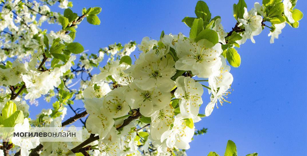 Дожди и очень тепло. Стало известно, какой будет погода в Могилевской области в начале следующей недели