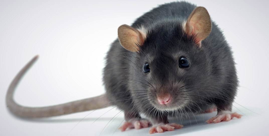 В Осиповичском районе во время квеста крыса укусила 14-летнюю девочку — ее мама потребовала через суд возместить моральный ущерб. Что в итоге?