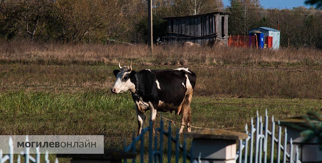 Бык насмерть затоптал мужчину в Ивацевичском районе