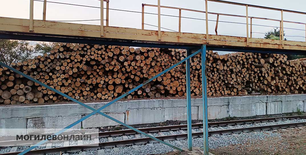 «Поставили на учет и отгрузили на склад лес, который не вырубили». В Осиповичском районе предприятие лесхоза лишилось почти 50 000 рублей из-за махинаций главного инженера