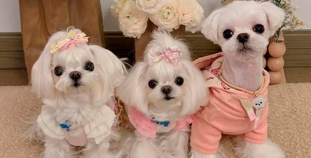 Вот вам и любовь к домашним питомцам: китаянка потратила 280 тысяч долларов на одежду для своих собак