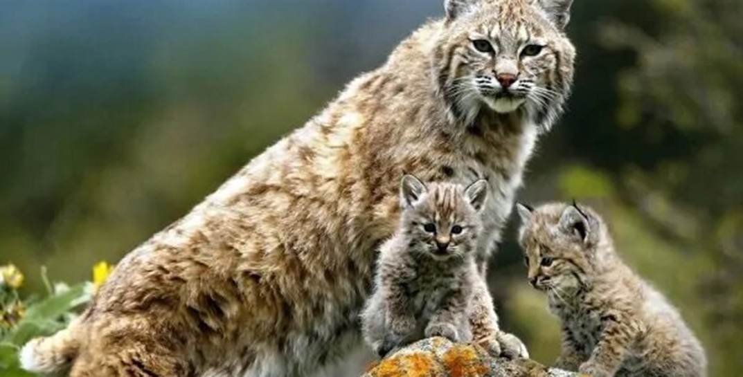 В Беларуси разрешили охотиться на краснокнижных животных. Каких и сколько это стоит?