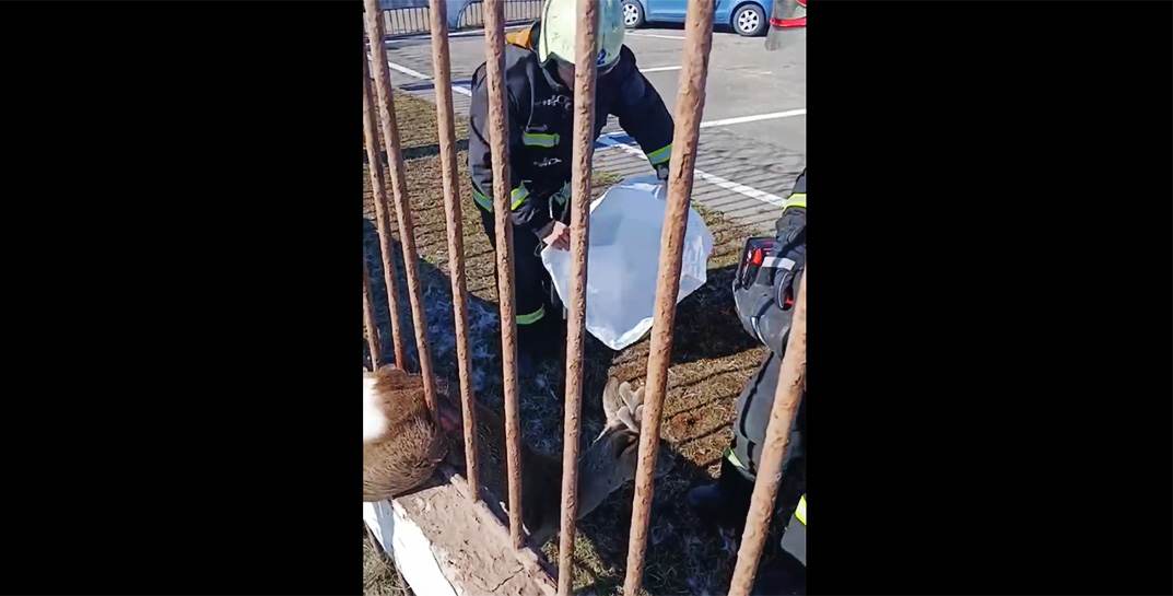 В Борисове в беду попала косуля — если бы не спасатели, животное могло погибнуть
